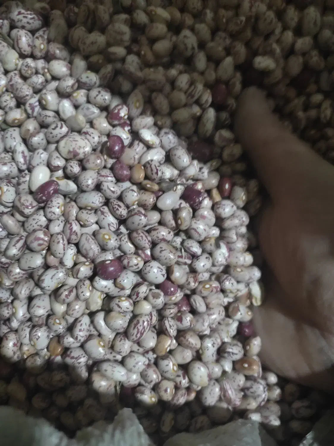 شریک زمین اطراف بوسجین|فروش زمین و ملک کلنگی|کوراییم, |دیوار