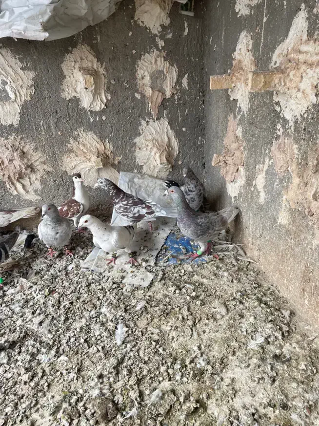 گرفتنی کفتر بوم|حیوانات|نیشابور, امین اسلامی|دیوار