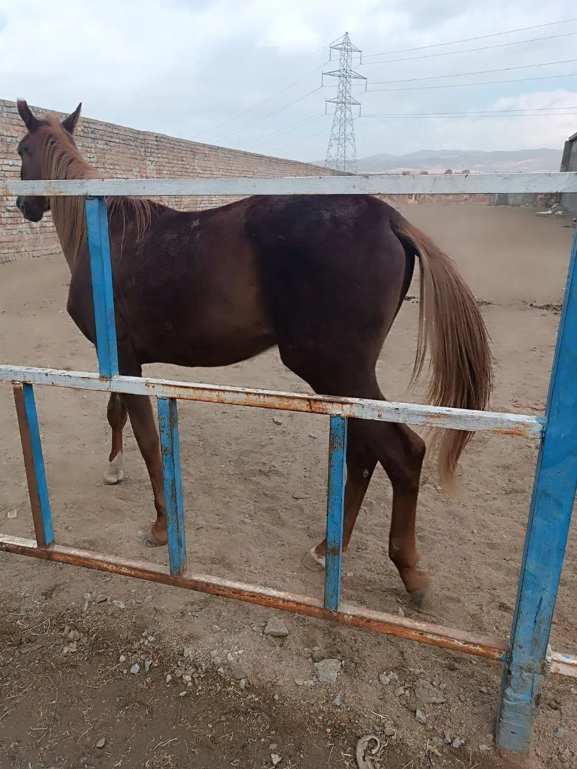 اسب یونجه ساقه درشت و ساق ریز مخصوص اسب|اسب و تجهیزات اسبسواری|خرمآباد, |دیوار