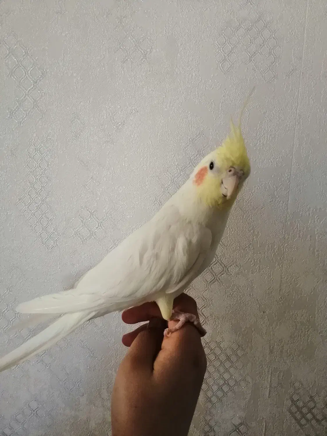 فروش عروس هلندی نر|پرنده|صدرا-فارس, فاز ۱|دیوار