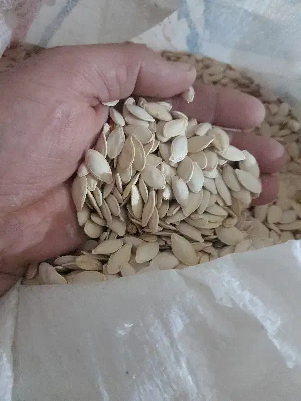 تخمه‌کدو|خوردنی و آشامیدنی|مشهد, توس فردوسی|دیوار