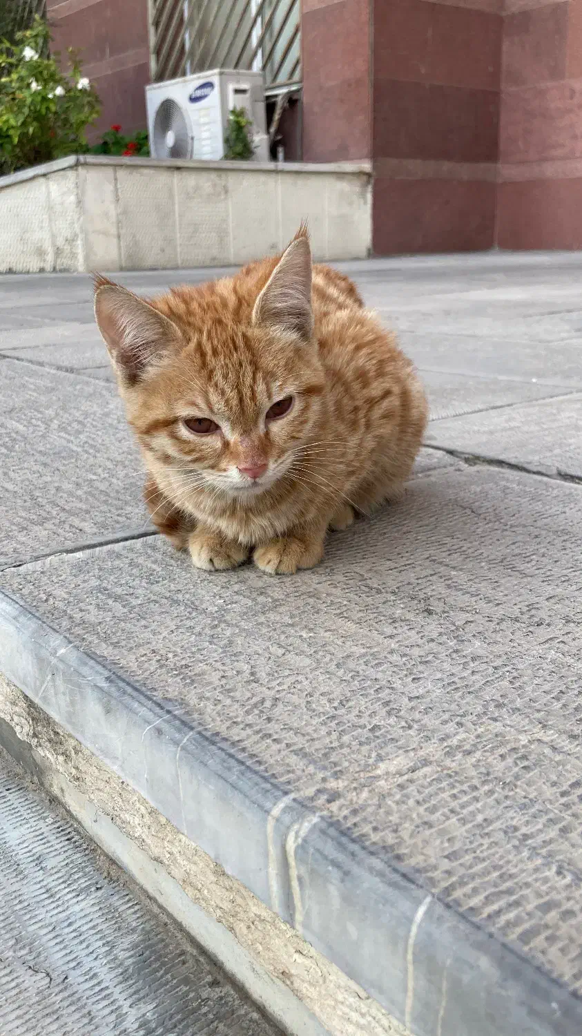 واگذاری رایگان بچه گربه|گربه|تهران, قیطریه|دیوار