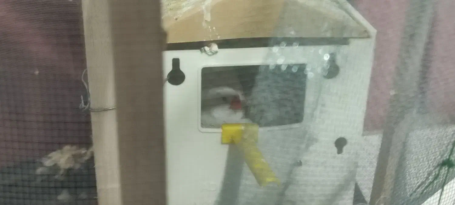 پرنده|پرنده|سلطانیه, |دیوار