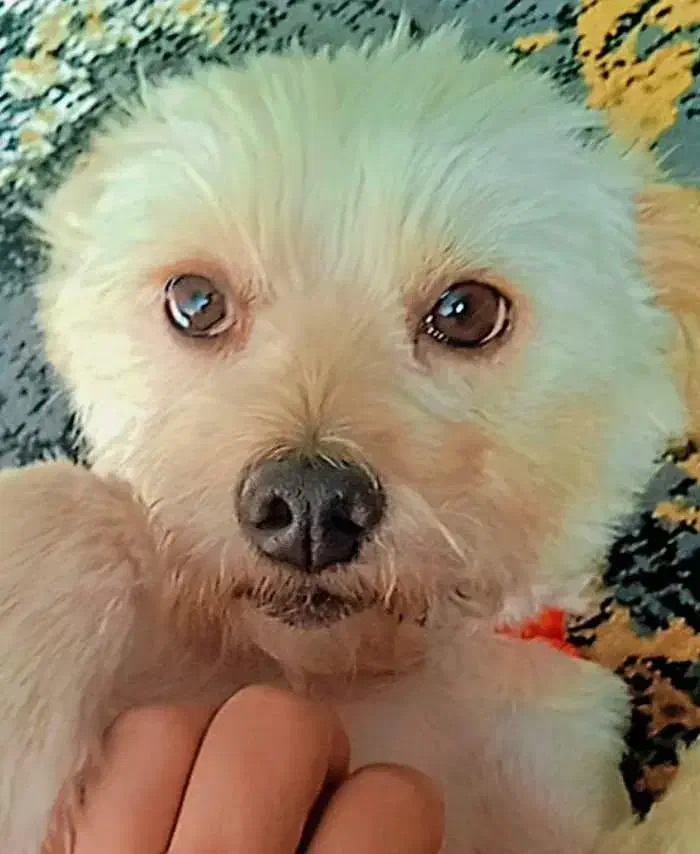 سگ ماده مهربون آپارتمانی|سگ|ورامین, ورامین|دیوار