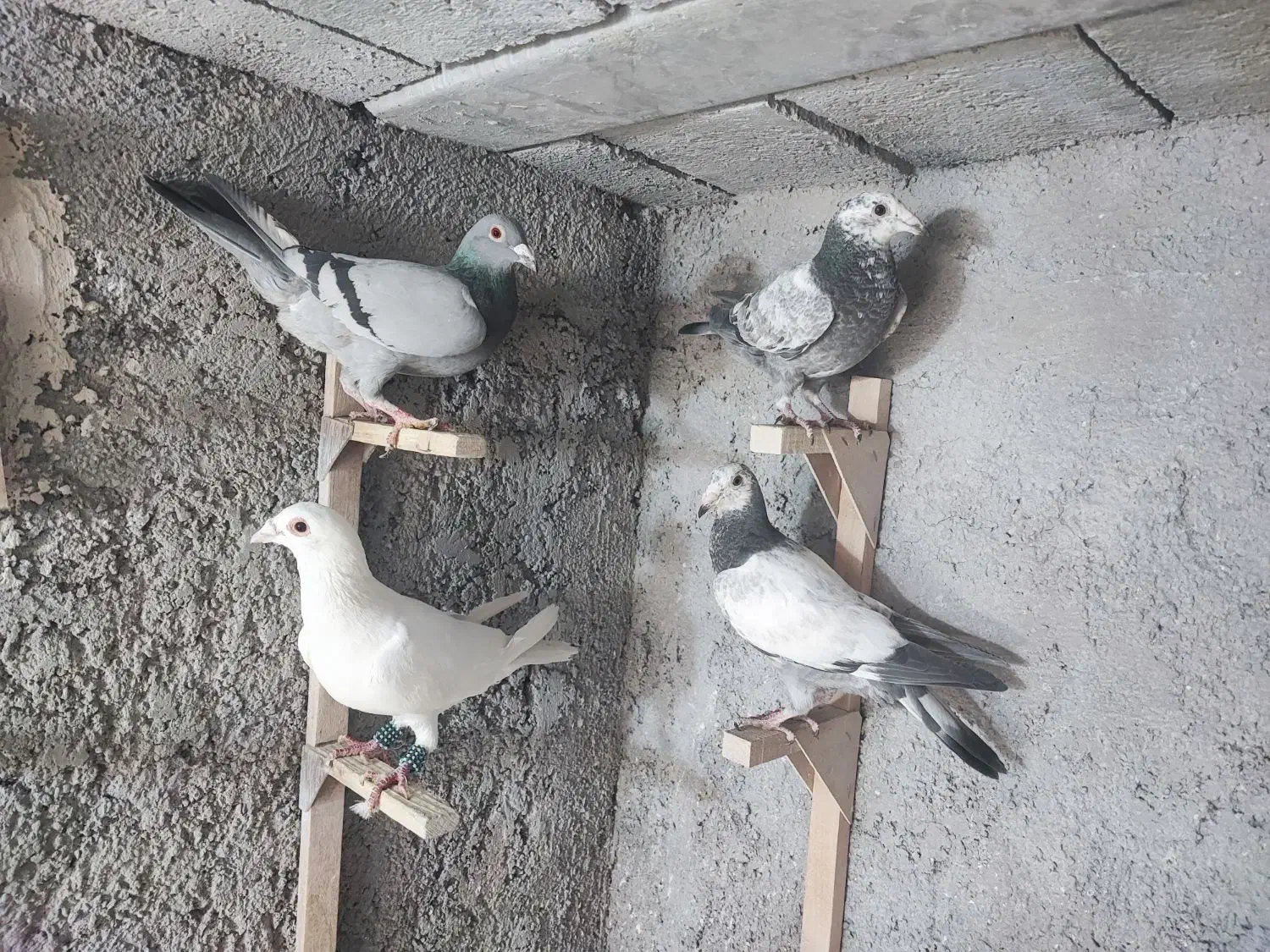 کفتر|پرنده|شیراز, شهرک قمشه|دیوار