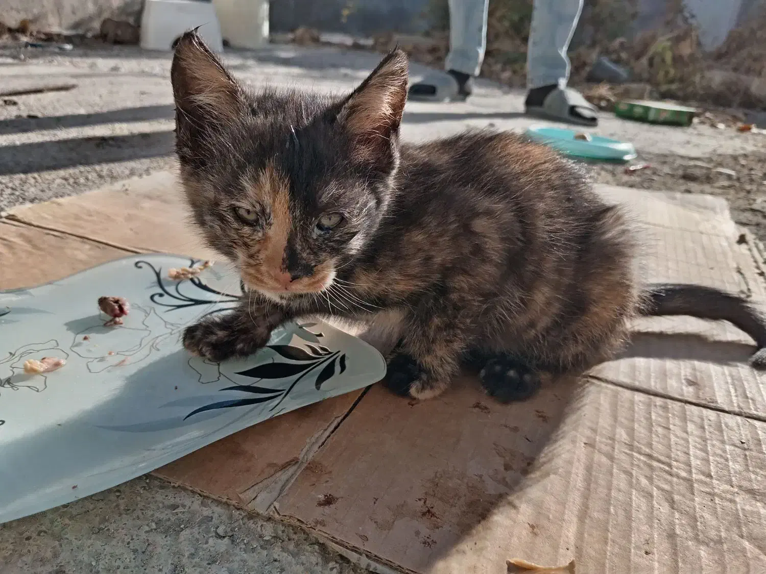 بچه گربه رایگان|گربه|قوچان, |دیوار