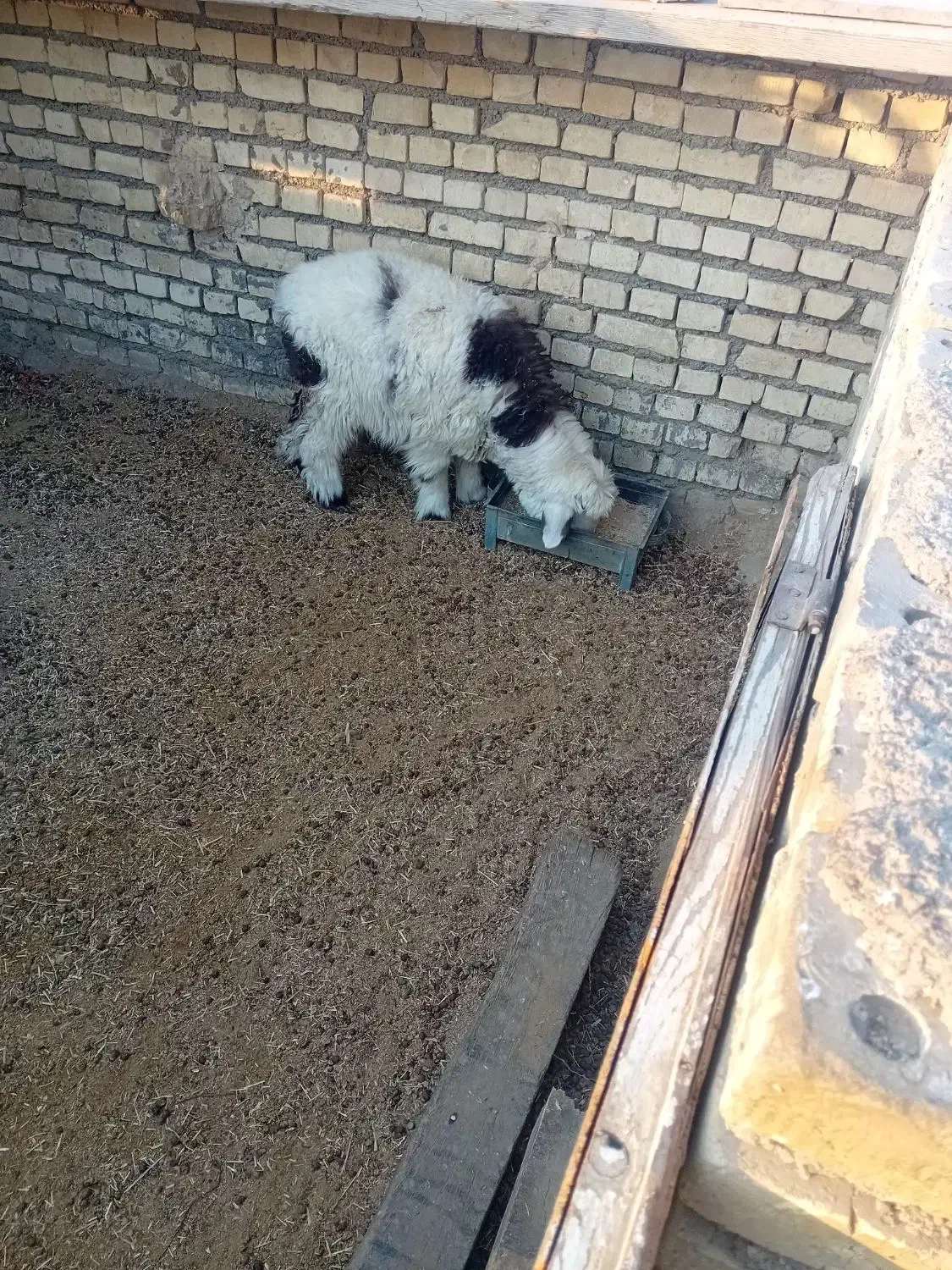 بره ترکی|حیوانات مزرعه|باوی, |دیوار