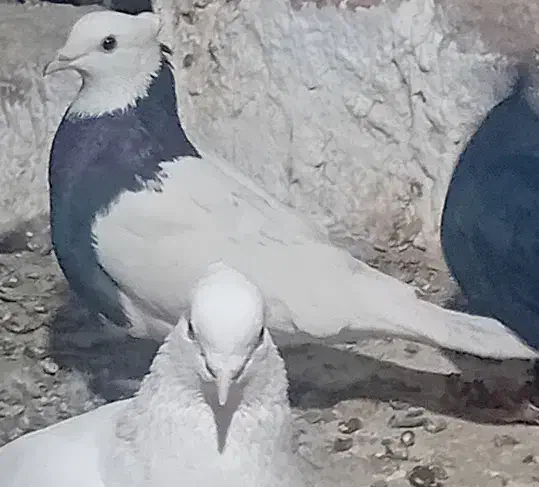 کبوتر کله ای وطوقی|پرنده|گنبکی, |دیوار