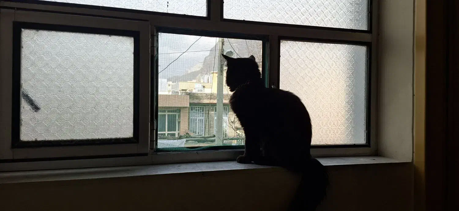 گربه|گربه|کرمانشاه, |دیوار