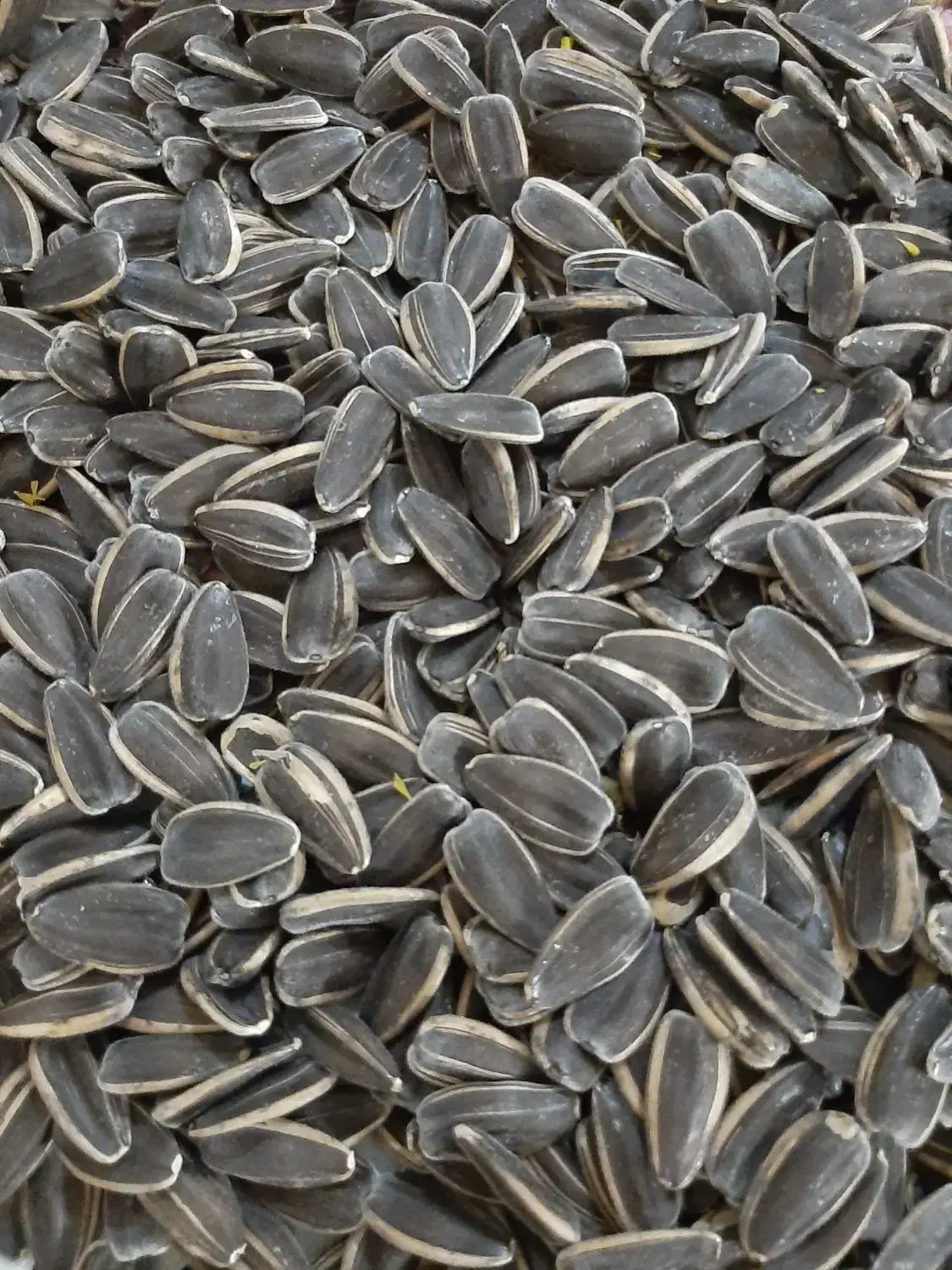 تخمه آفتابگردان درجه ۱|خوردنی و آشامیدنی|شال, |دیوار