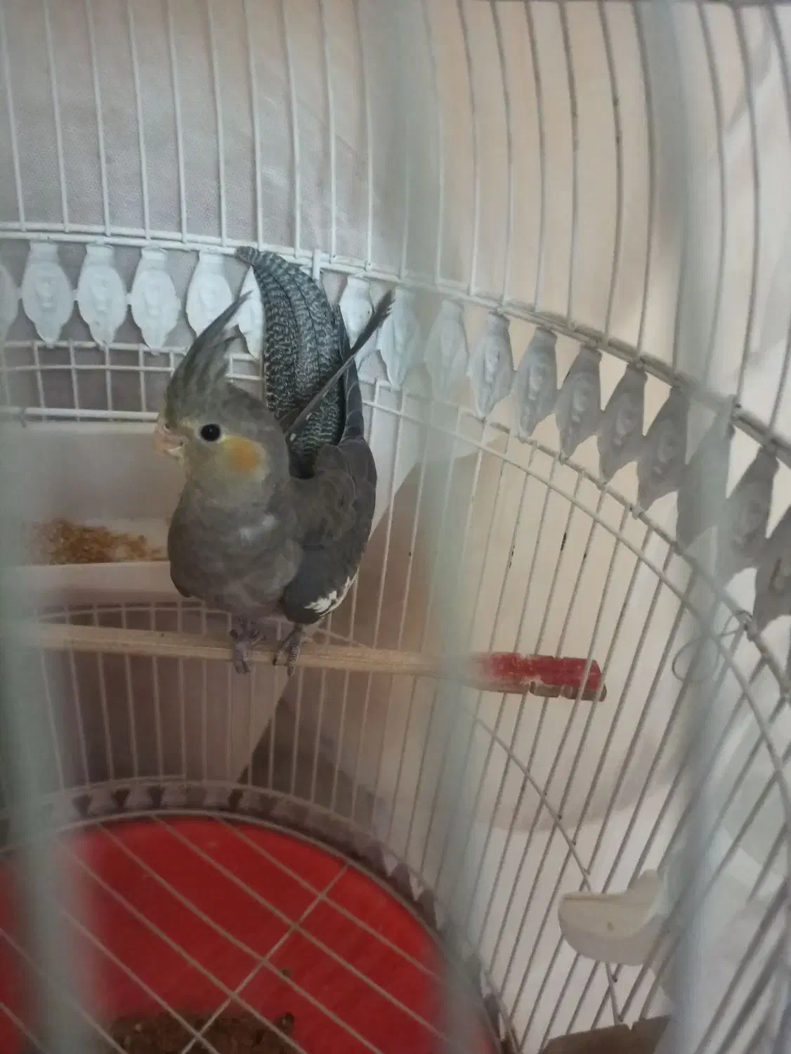 جوجه عروس هلندی|پرنده|گلپایگان, |دیوار