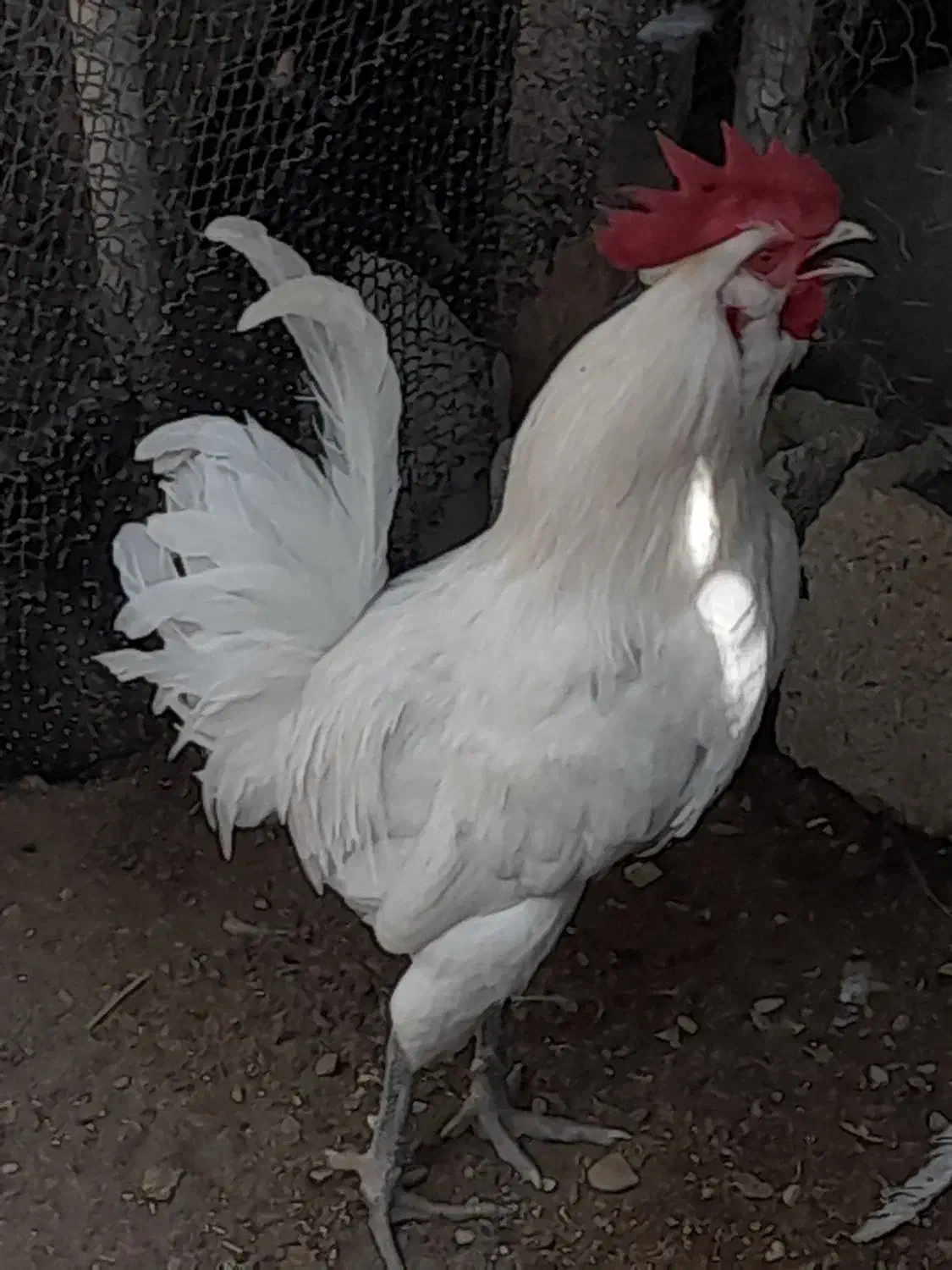 دو۲عددخروش ویک مرغ کرک محلی اصل خورموج درخدمتم|حیوانات مزرعه|خورموج, |دیوار