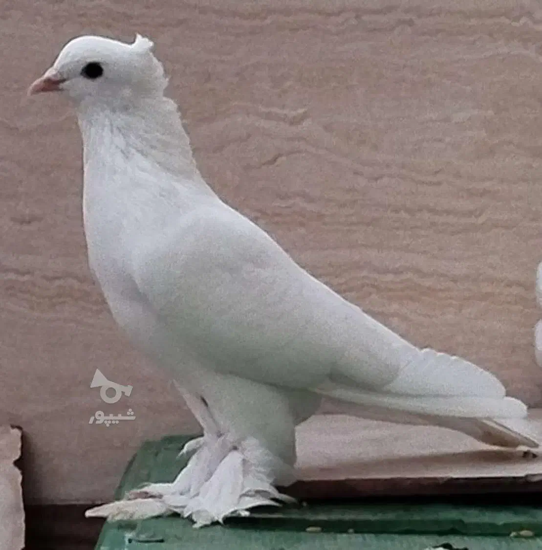 کبوتر رواعب سفید میخ کاکل پرپا بلند|پرنده|بهشهر, |دیوار
