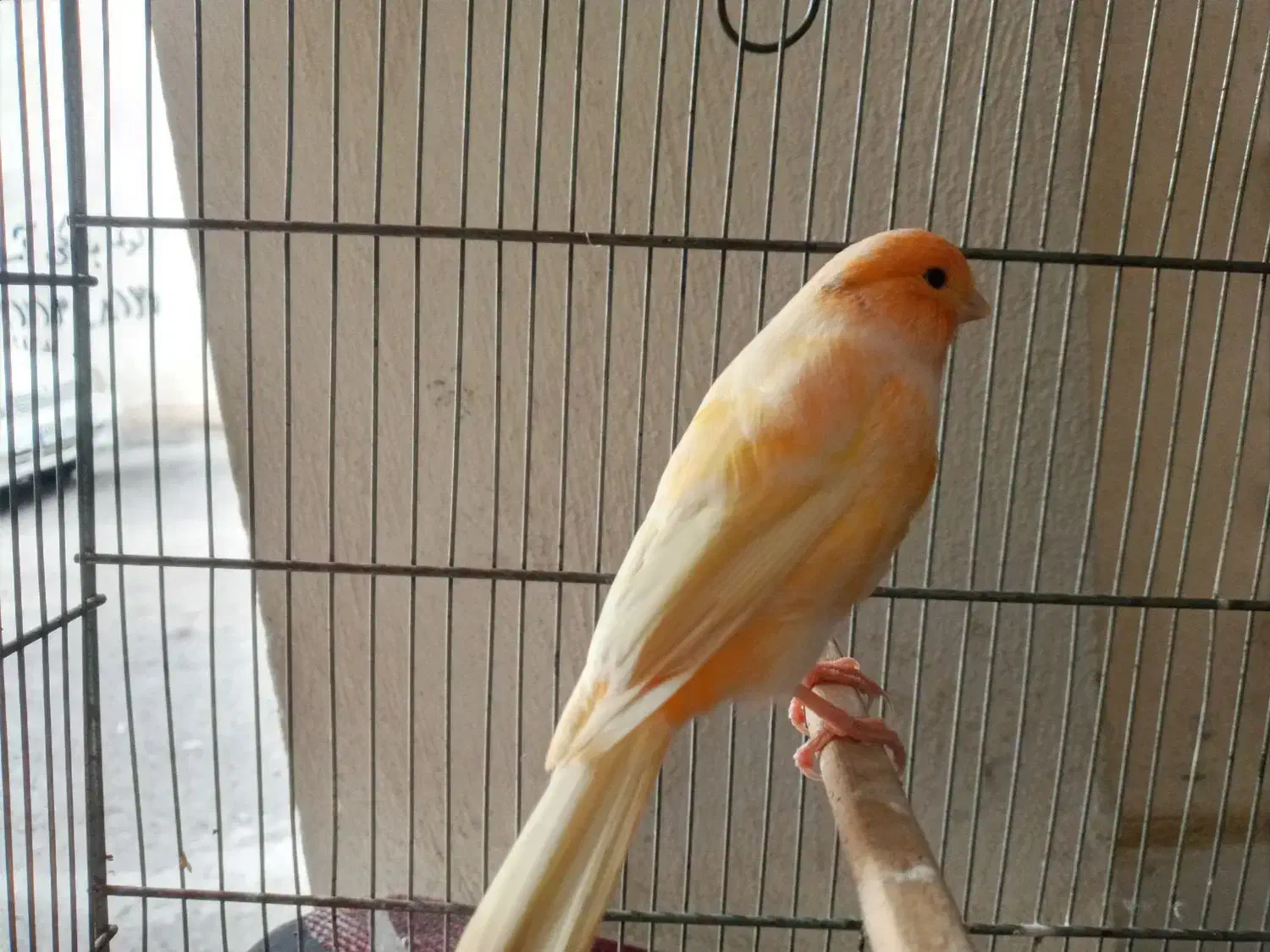 قناری رد فاکتر  اصل|پرنده|رشت, نیکمرام|دیوار