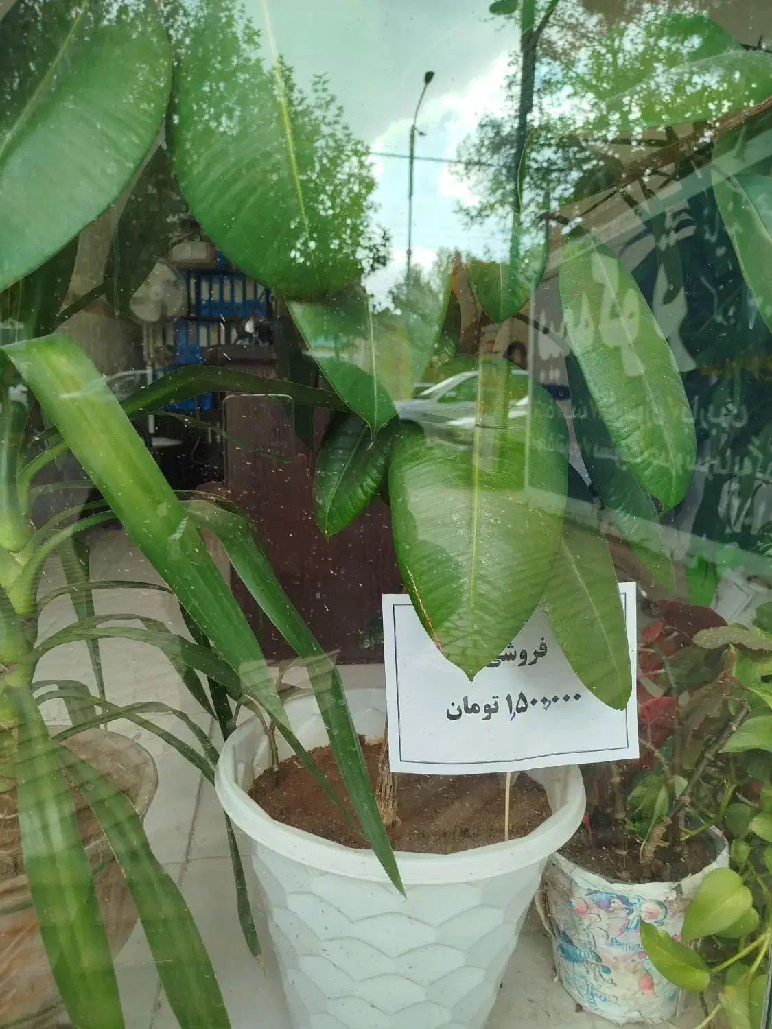 گل فروشی|گل و گیاه طبیعی|ابهر, |دیوار