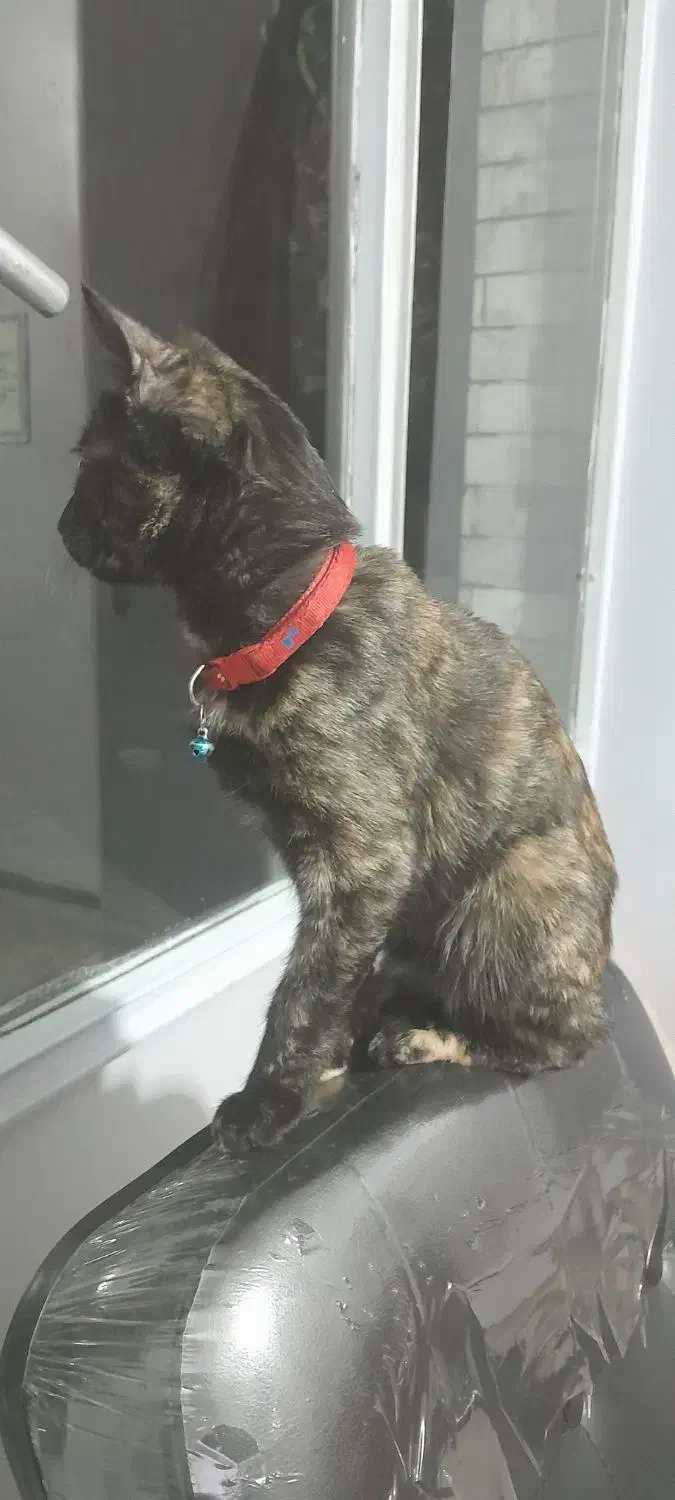 گربه گمشده در محدوده شارق|گربه|تهران, شارق|دیوار