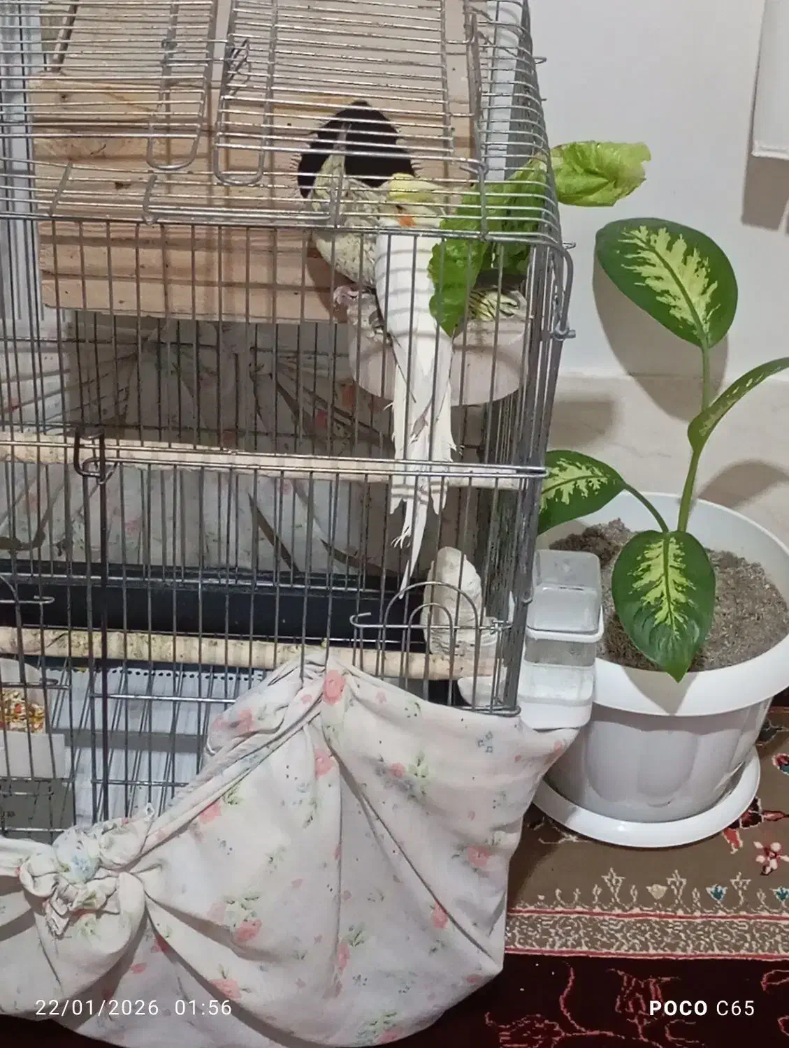 عروس هلندی|پرنده|دهگلان, |دیوار