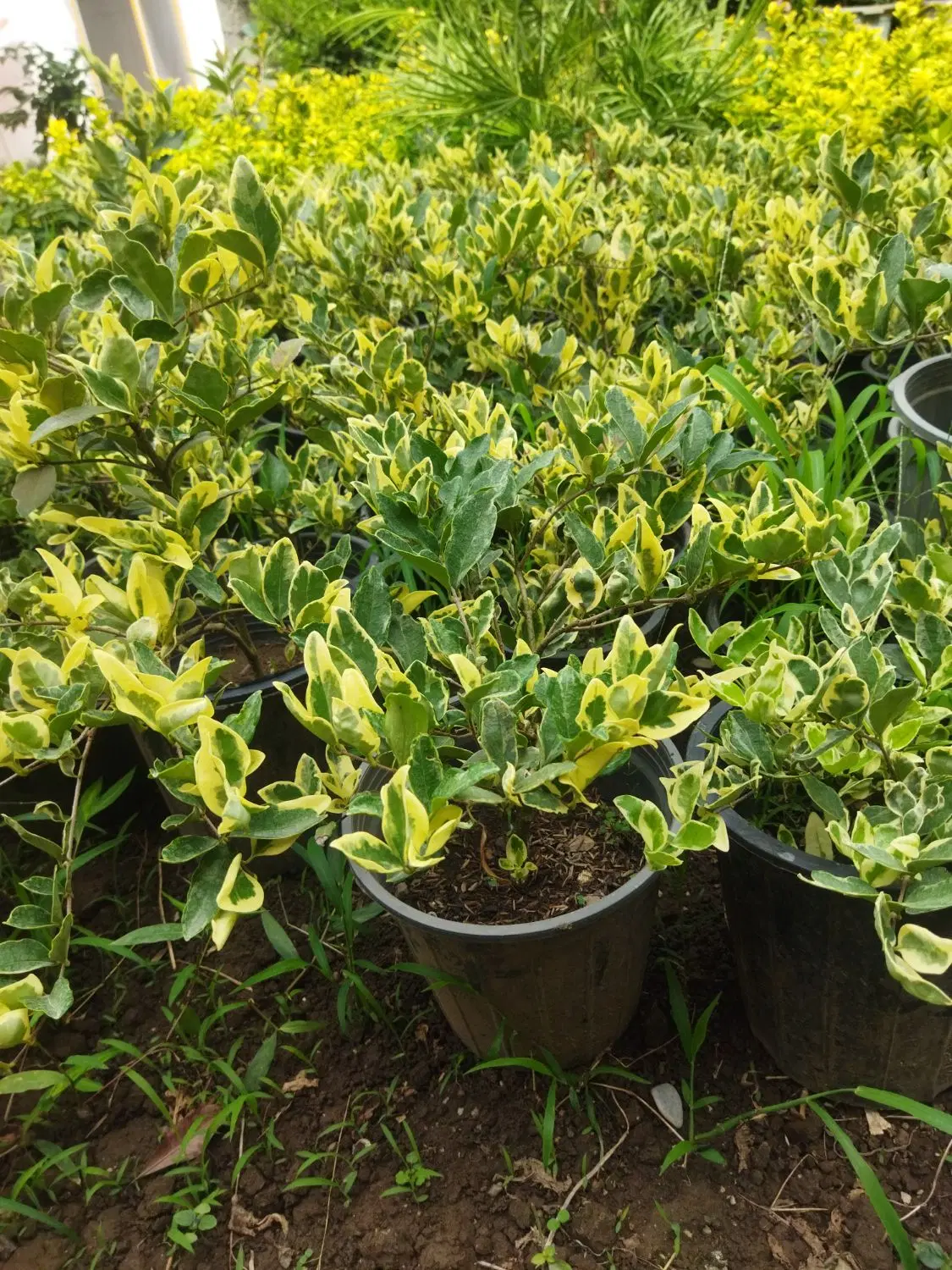 سیکاس|گل و گیاه طبیعی|کلاچای, |دیوار