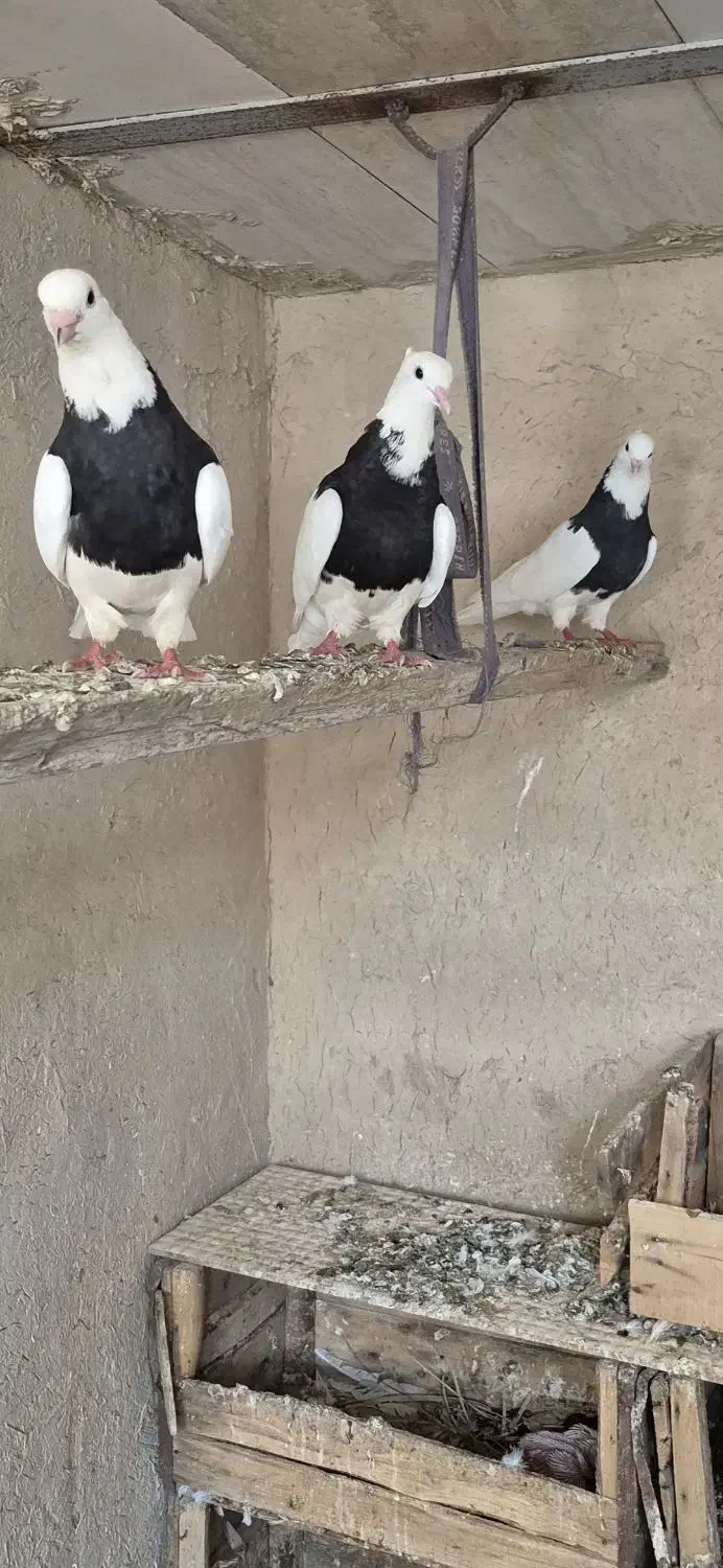 فروش چند عدد طوقی بدون خطا|پرنده|چمران, |دیوار