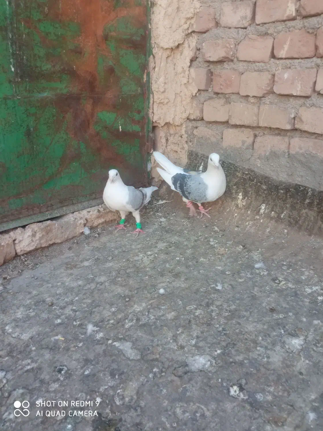 نروماده پشت کویتی به ضمانت تخم وجوجه|پرنده|کاشمر, |دیوار