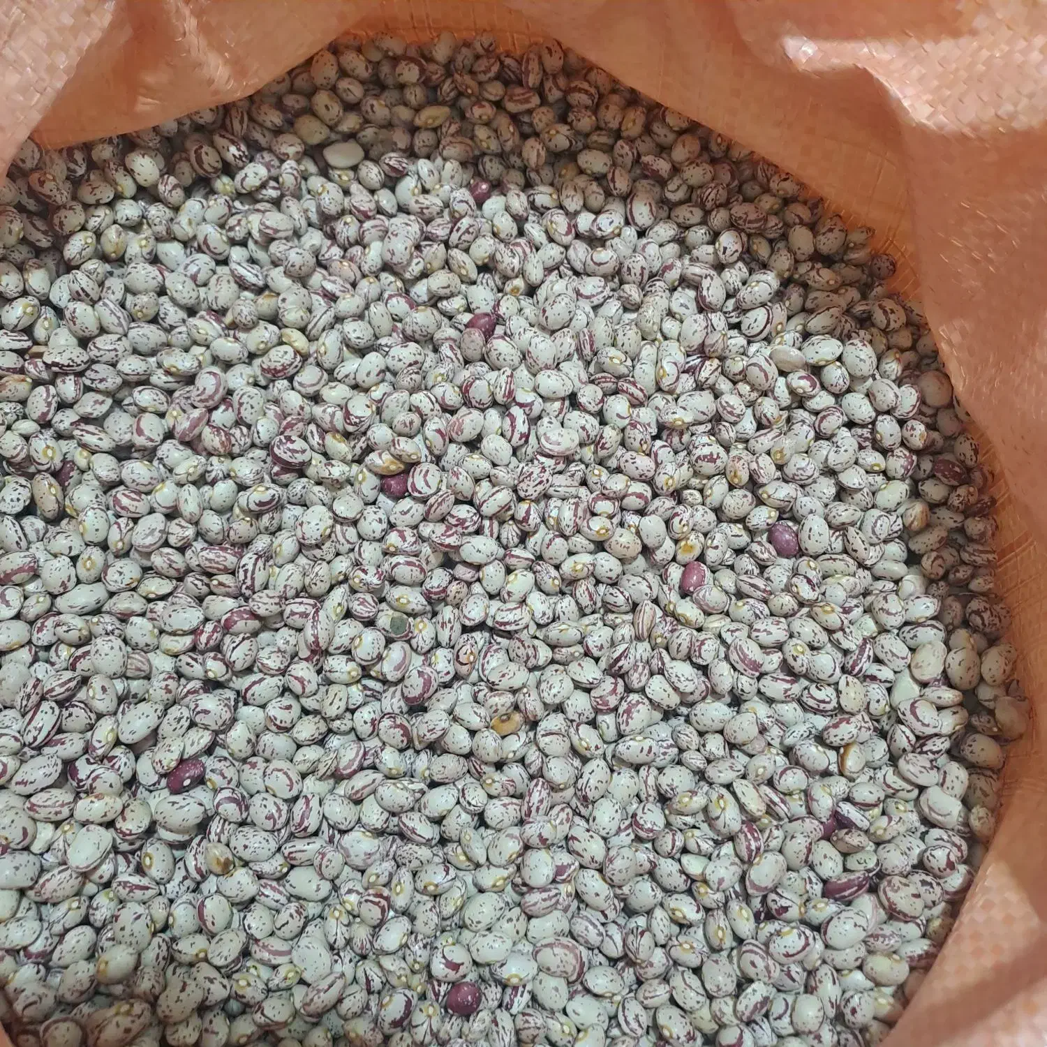 لوبیا چیتی صالح|عمدهفروشی|قیدار, |دیوار