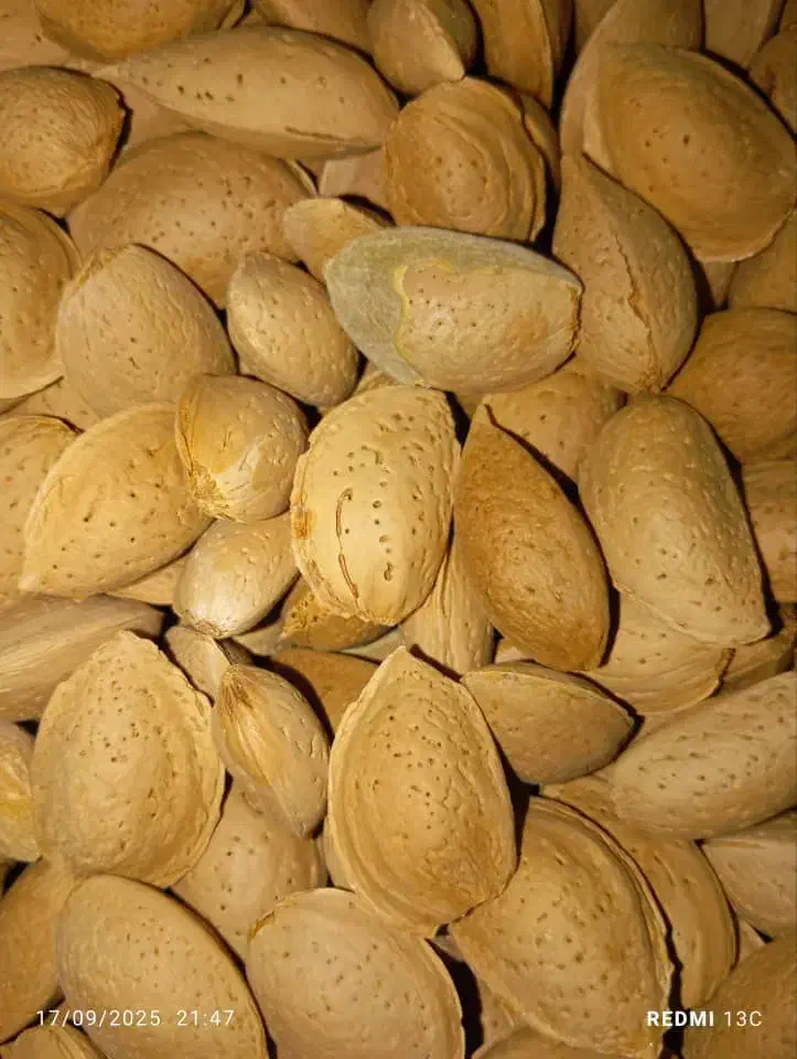 فروش خشکبار وحبوبات|خوردنی و آشامیدنی|صدرا-فارس, فاز ۱|دیوار