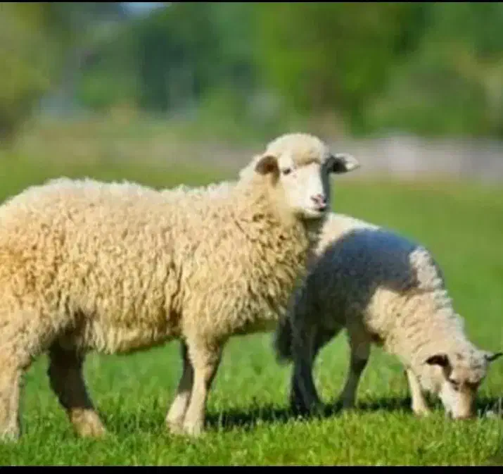 گوسفند مستقیم   از دامدار خرید کنید|حیوانات مزرعه|قزوین, |دیوار