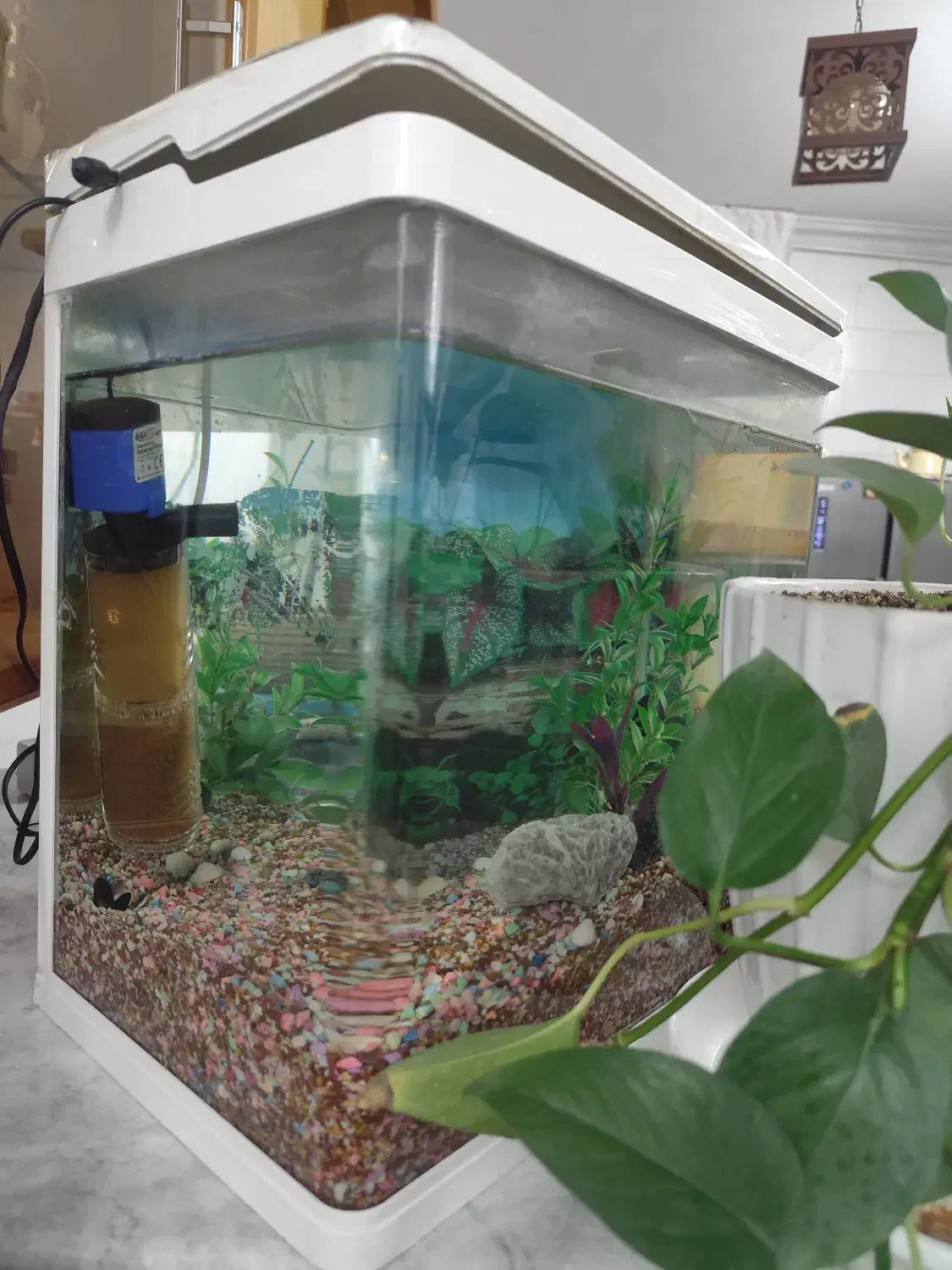 آکواریوم تمیز و نو|ماهی|یزد, |دیوار