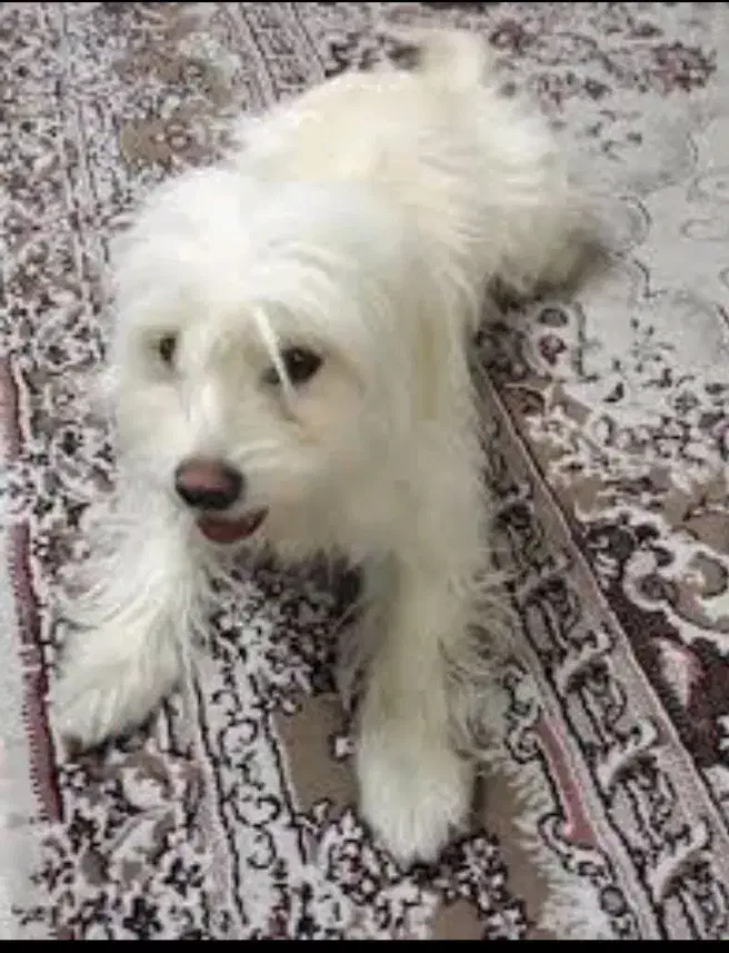 سگ گم شده|حیوانات|قم, شاه سید علی|دیوار