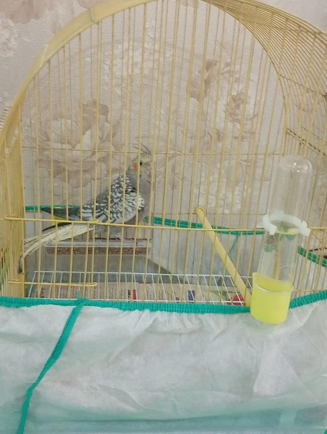 طوطی عروس|پرنده|رشت, فلسطین|دیوار