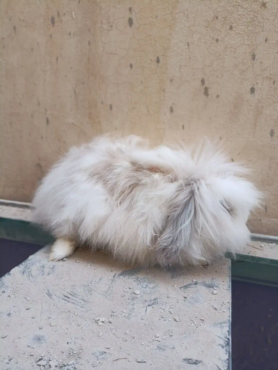 خرگوش لوپ|موش و خرگوش|بندر کنگان, |دیوار