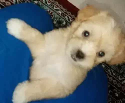 toga|سگ|قزوین, |دیوار