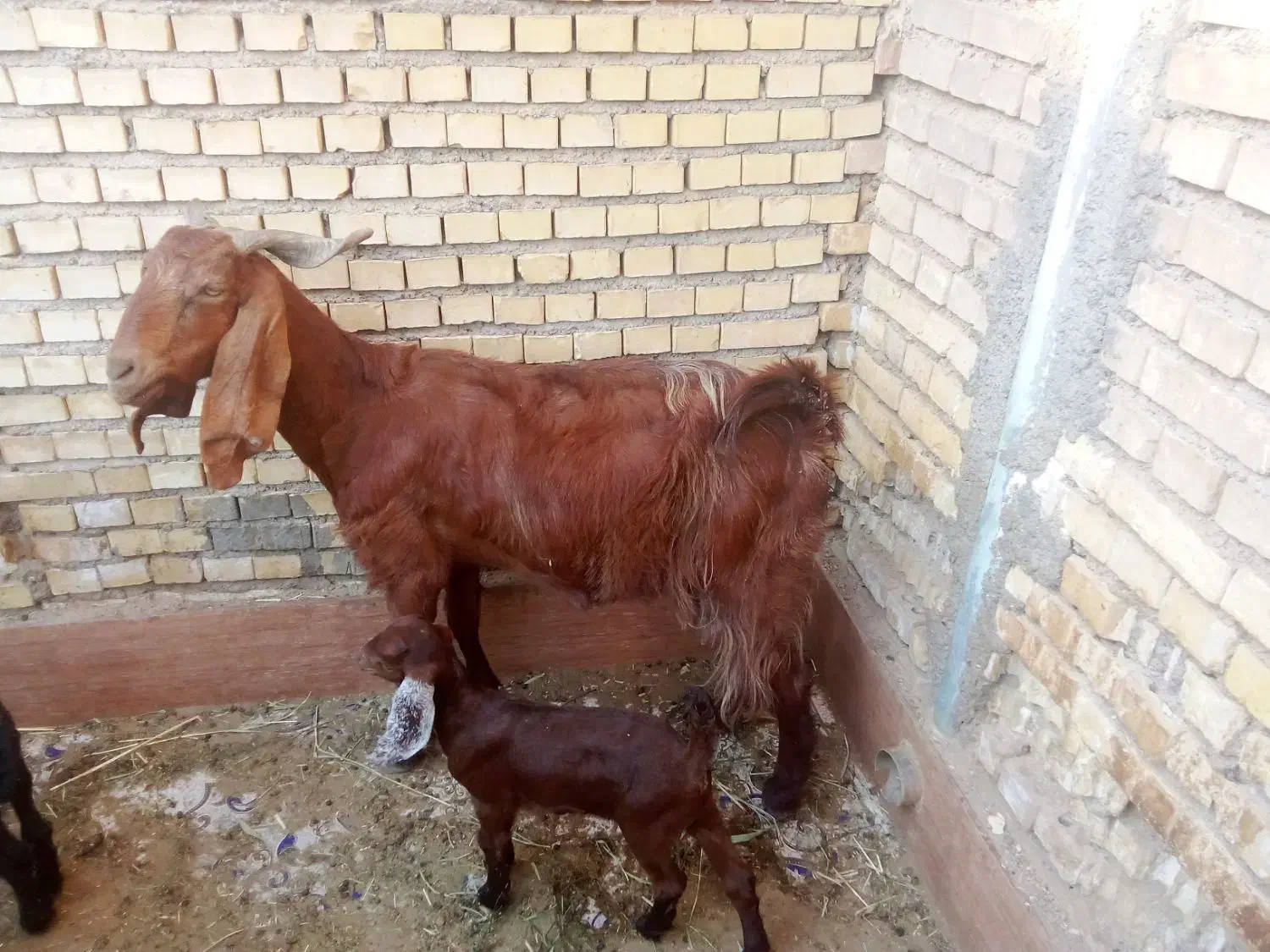 بز مطفل|حیوانات مزرعه|خرمشهر, |دیوار