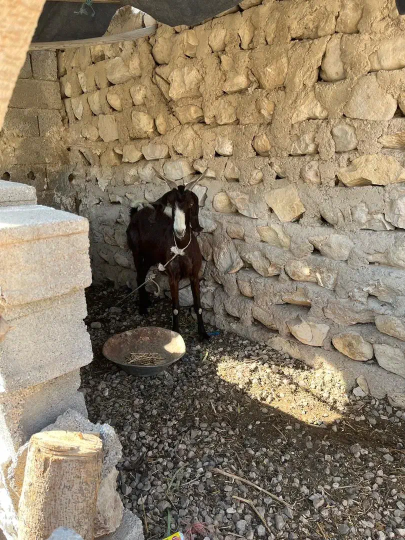 فروش دو بز|حیوانات مزرعه|بردخون, |دیوار