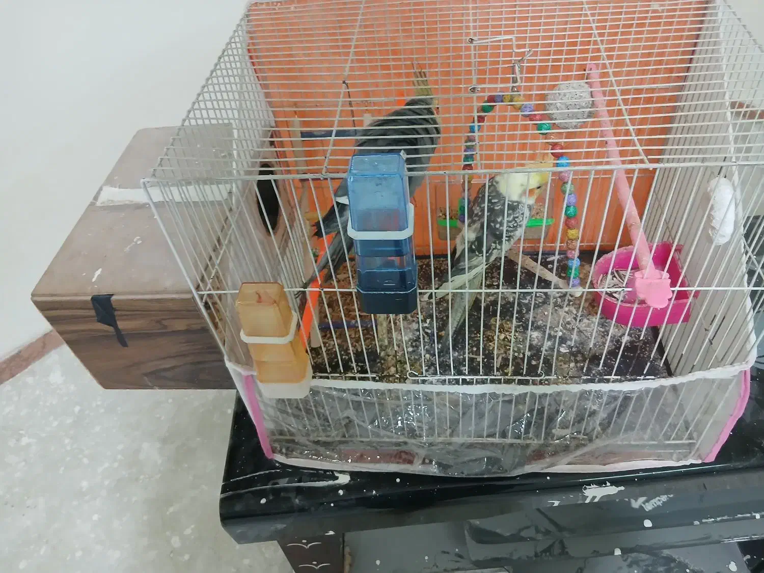 عروس هلندی|پرنده|چناران, |دیوار