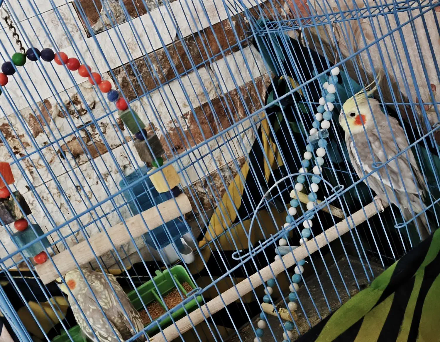 طوطی جفت عروس هلندی|پرنده|قزوین, |دیوار