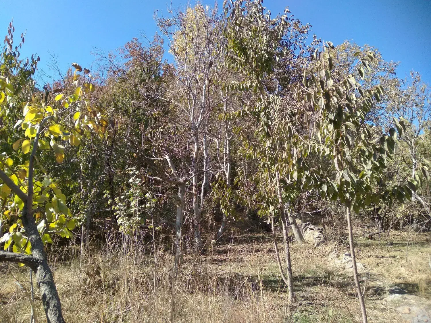 باغ فروشی 500متری روستای آل|فروش زمین و ملک کلنگی|مشهد, کارده|دیوار