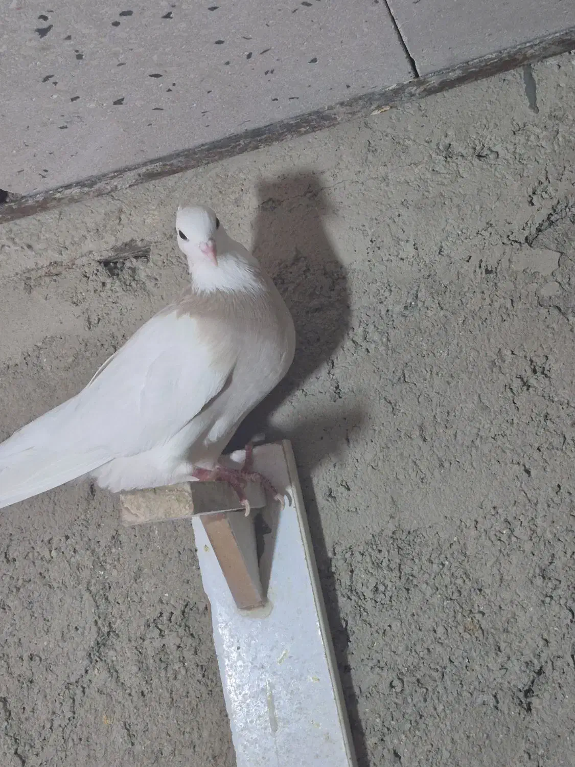 طوقی|پرنده|پاکدشت, پاکدشت (مامازند)|دیوار