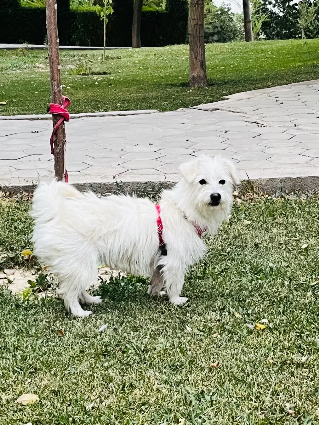 سگ.|سگ|اراک, |دیوار