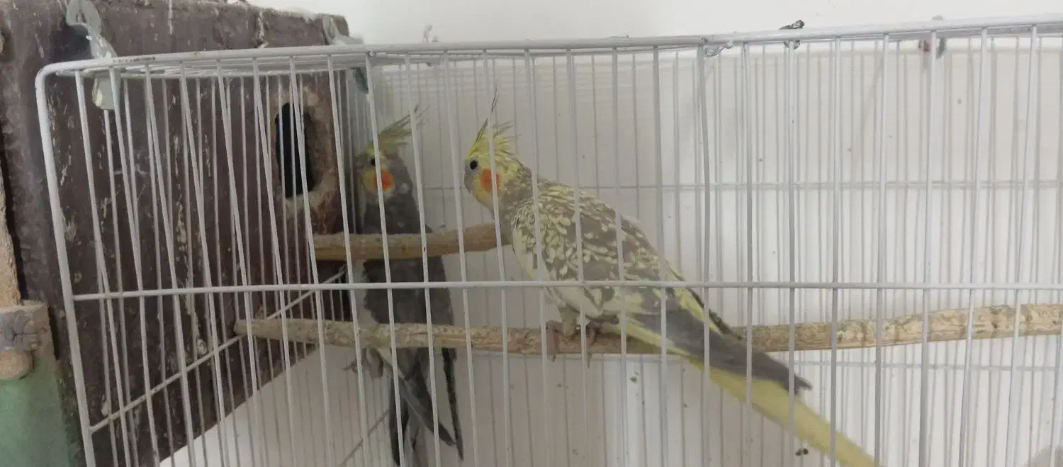 جفت نرو ماده عروس هلندی تخم و جوجه ای رو جوجه بودن|پرنده|زابل, |دیوار