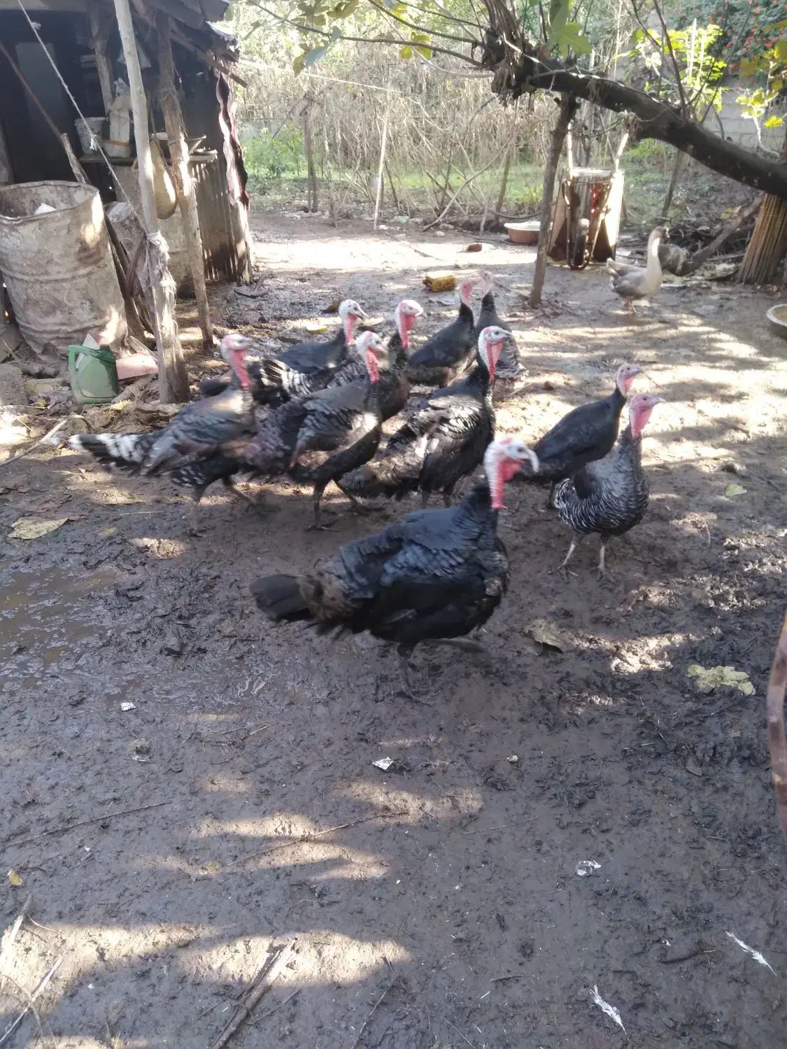 بوقلمون نر و ماده|حیوانات مزرعه|سنگر, |دیوار