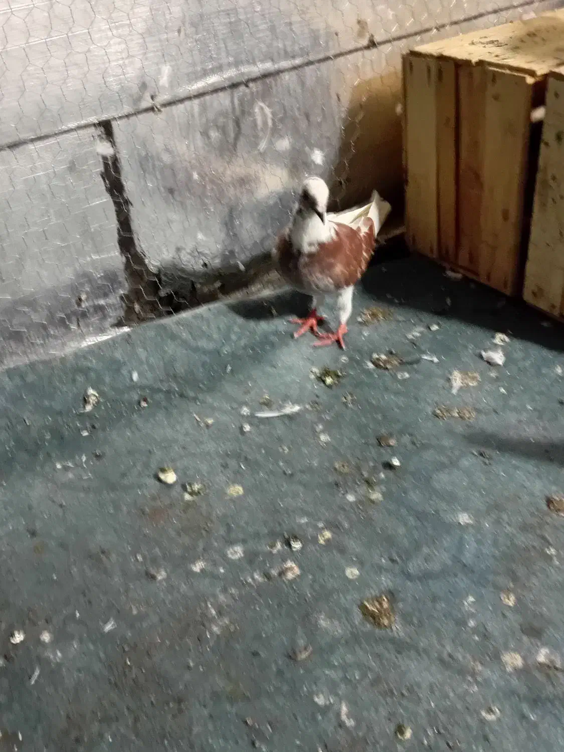 یک عدد کبوتر غریب گیری جوجه عکسش بد افتاده|پرنده|گرگان, |دیوار