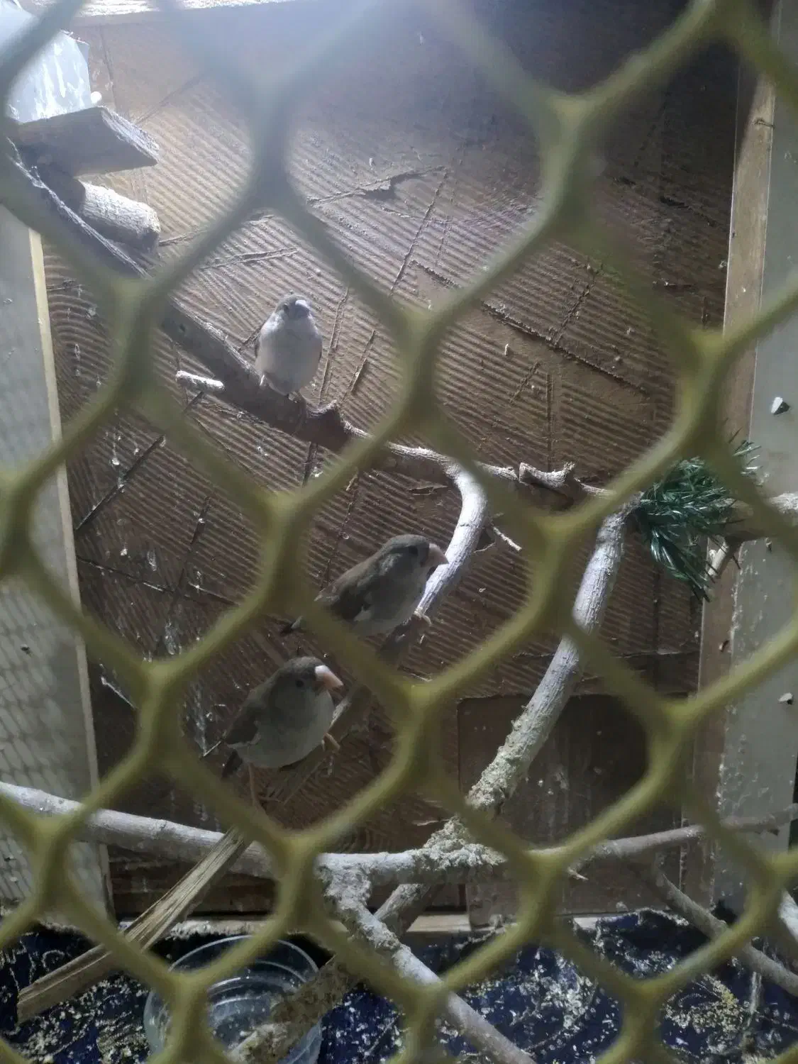 پرنده|پرنده|اسلامشهر, شهرک مصطفی خمینی|دیوار