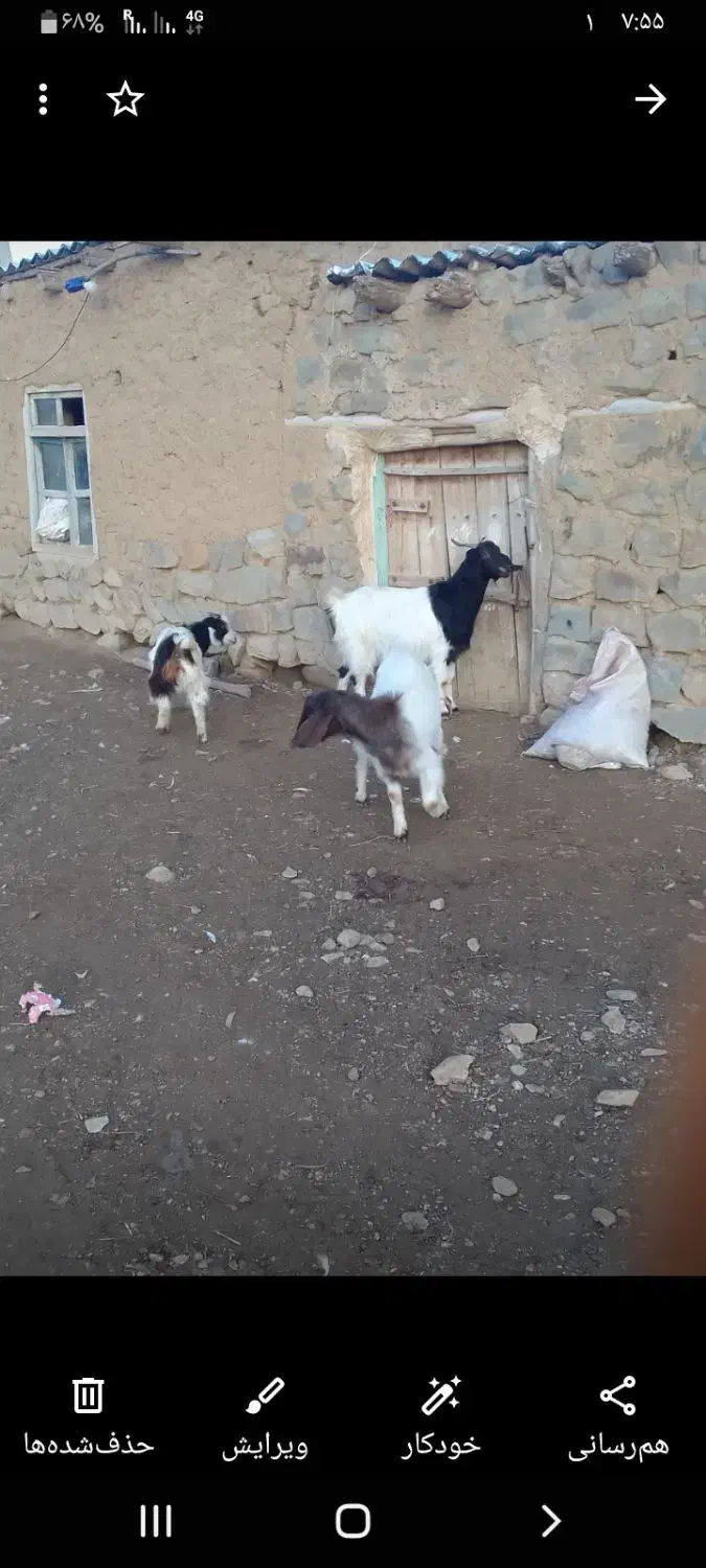 بز دامازدغ|حیوانات مزرعه|گرمی, |دیوار