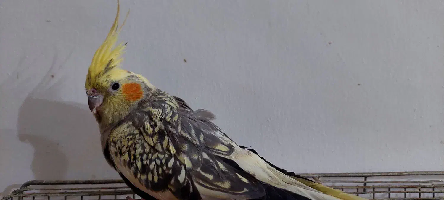 عروس هلندی ابلق|پرنده|آباده, |دیوار