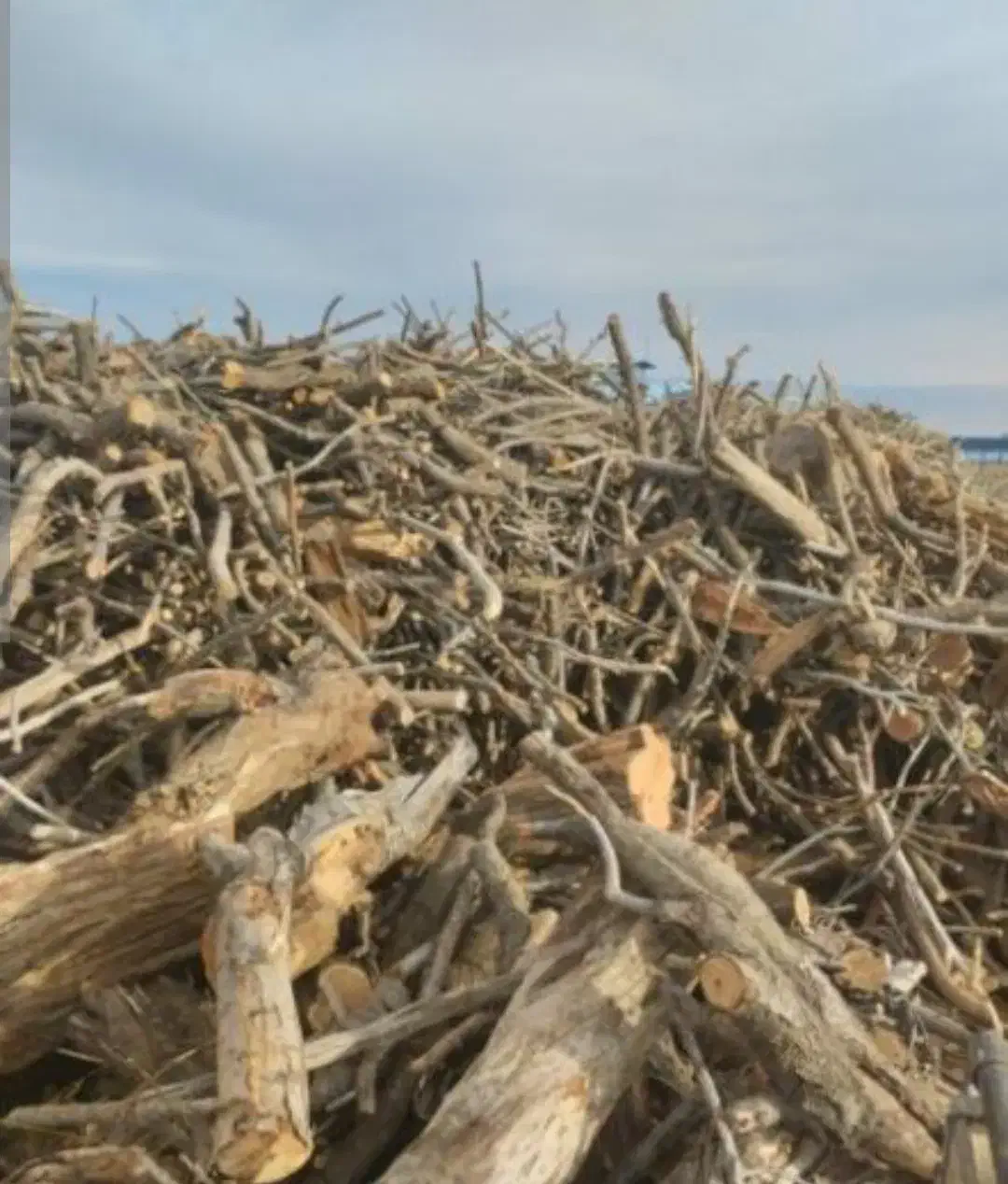 خریدار چوب شما هستیم|خدمات باغبانی و درختکاری|گلپایگان, |دیوار