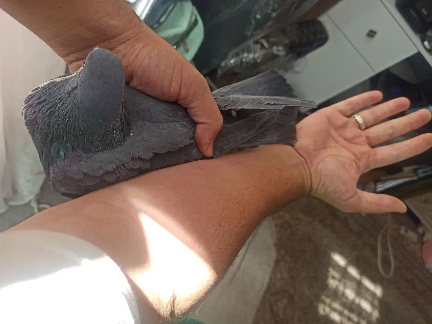 کبوتر رسمی|پرنده|بافت, |دیوار