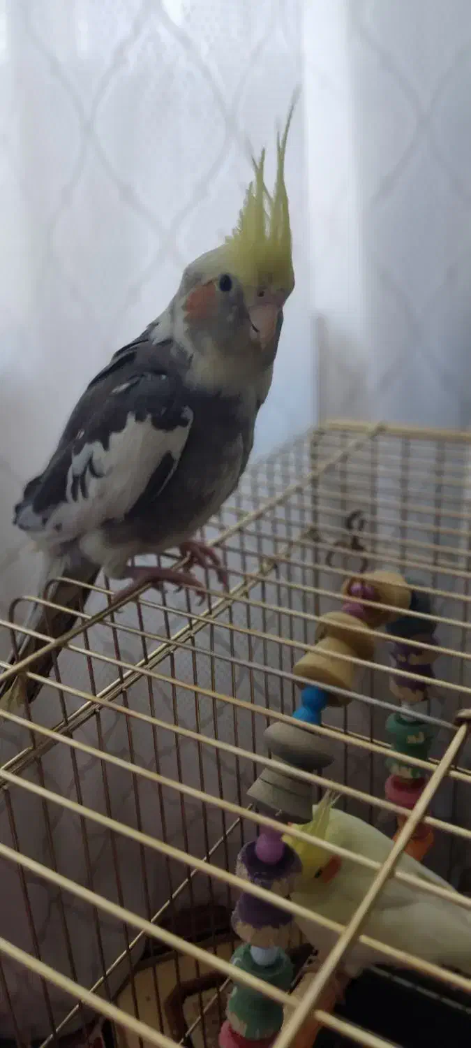 پرنده|پرنده|سیرجان, |دیوار