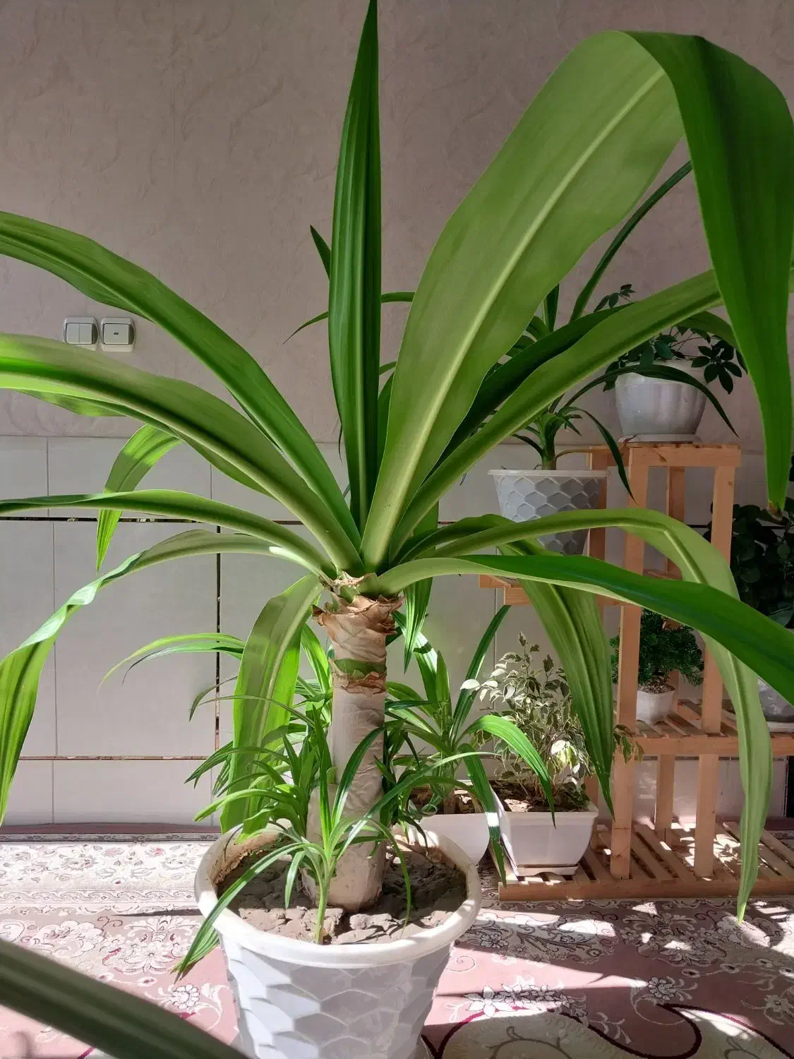 گل اشک ملکه|گل و گیاه طبیعی|اصفهان, ارداجی|دیوار