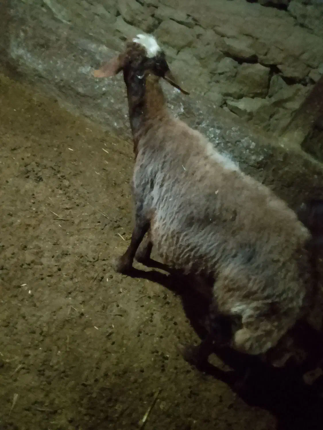 گوسفند|حیوانات مزرعه|مریوان, |دیوار